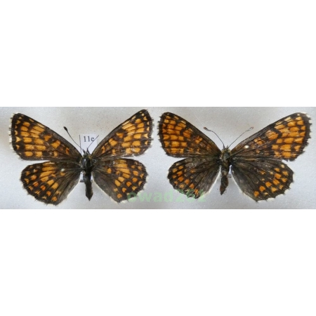 Melitaea athalia (Rottemburg, 1775) pair Poland11e